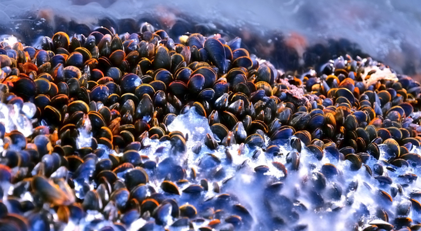 Blue mussels