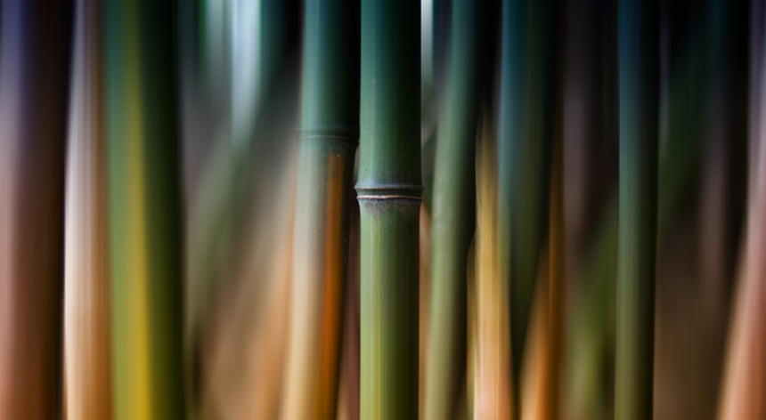 Nudo bambú